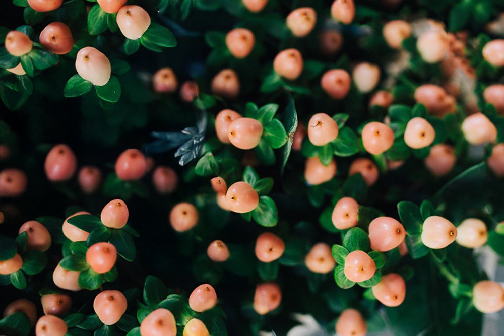 home flora