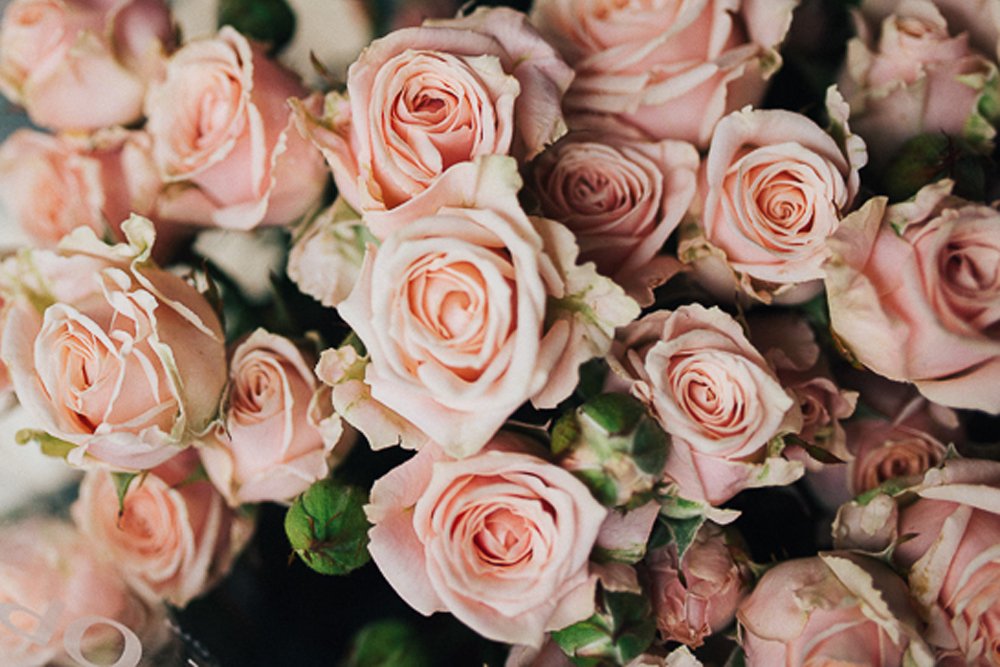 Home Flora