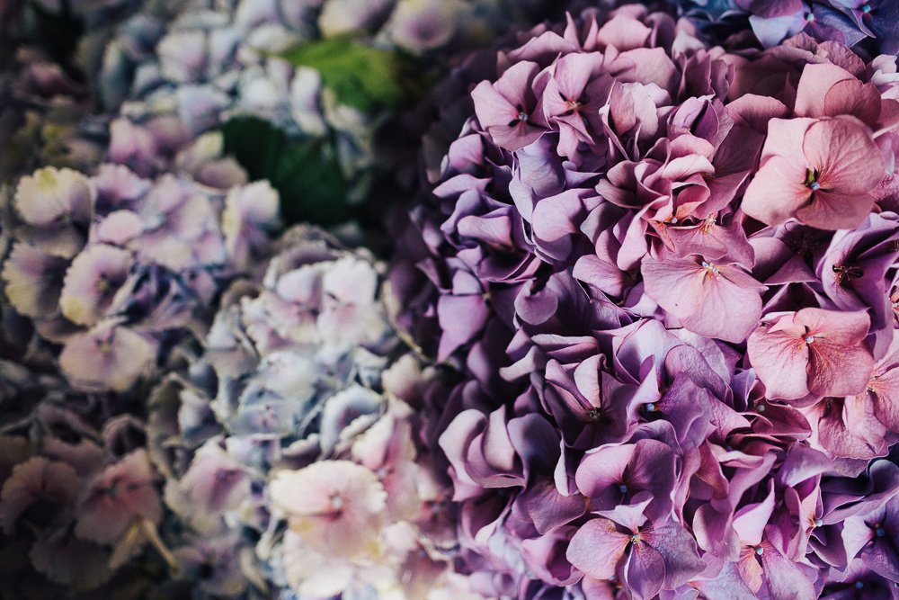 Home Flora